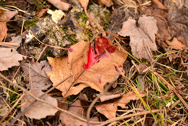 blood on leaves