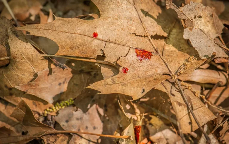 Blood tracking a deer through dense brush